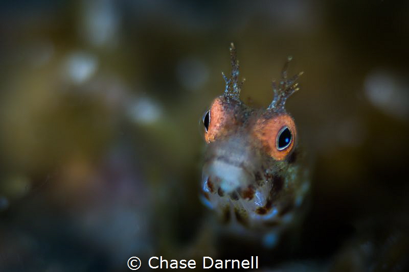 "Fuzzy"
I wanted to emphasize the bright color eyes of t... by Chase Darnell 