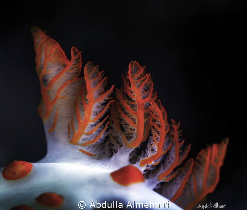 Nudibranch by Abdulla Almehairi 