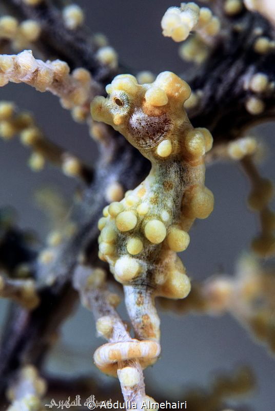 Macro by Abdulla Almehairi 