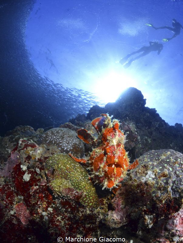 Moal Boal .Panagsama reef
Snorkeling
Nikon D800E, 10,5m... by Marchione Giacomo 