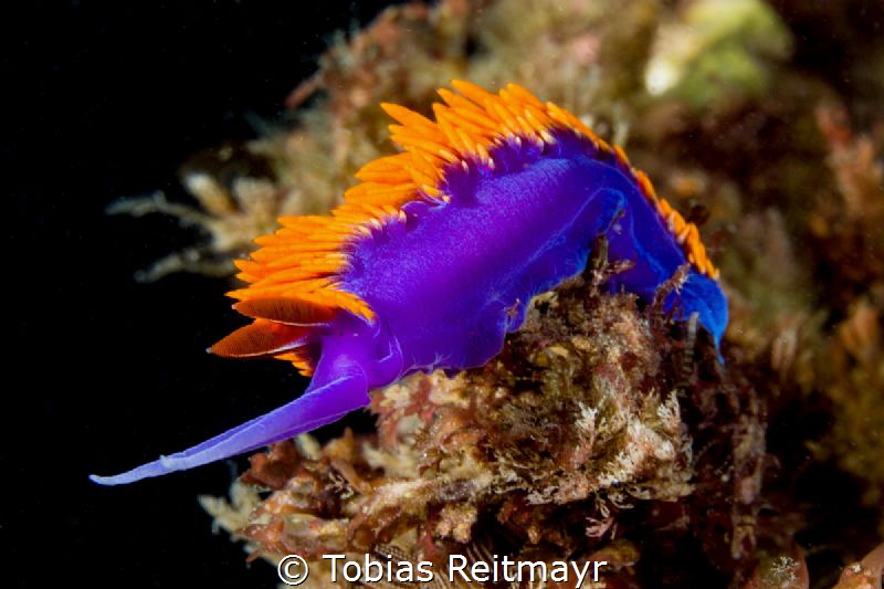 Spanish Shawl in the kelp beds, San Diego by Tobias Reitmayr 