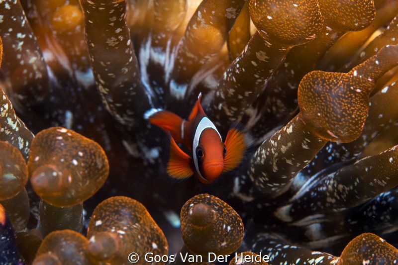 Juvenile Anemone fish hiding in his anemone by Goos Van Der Heide 