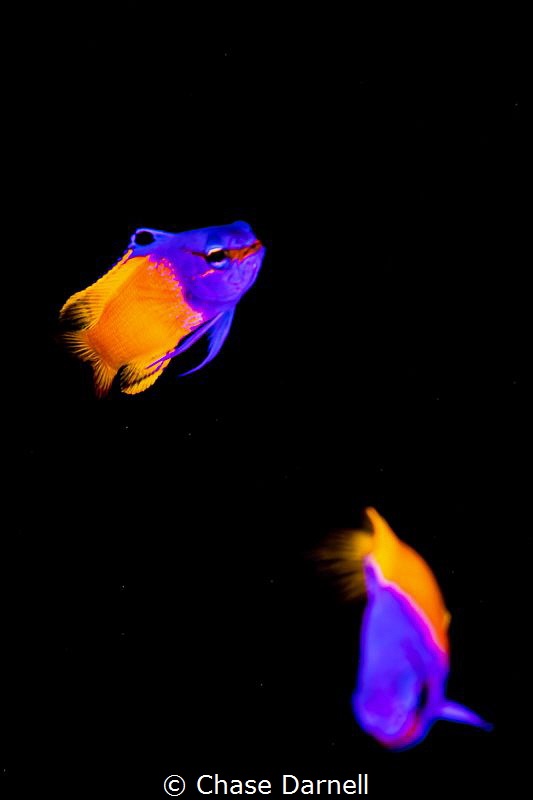 "Dancing Fairies"
Two Fairy Basslets on a black background. by Chase Darnell 