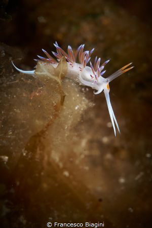 Cratena Peregrina by Francesco Biagini 