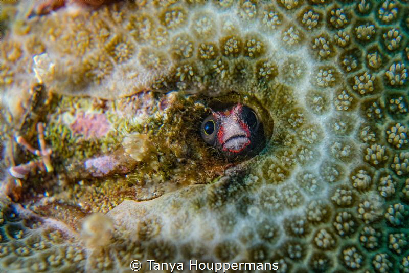 Who's There?
A small Cocos Barnacle Blenny peeks through... by Tanya Houppermans 