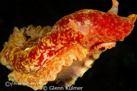 Spanish Dancer Nudibranch free swimming. Taken on a night... by Glenn Kulmer 