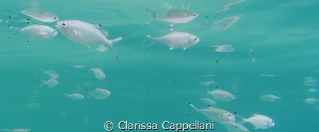 This photo has been shot in Mondello's beach, the most po... by Clarissa Cappellani 