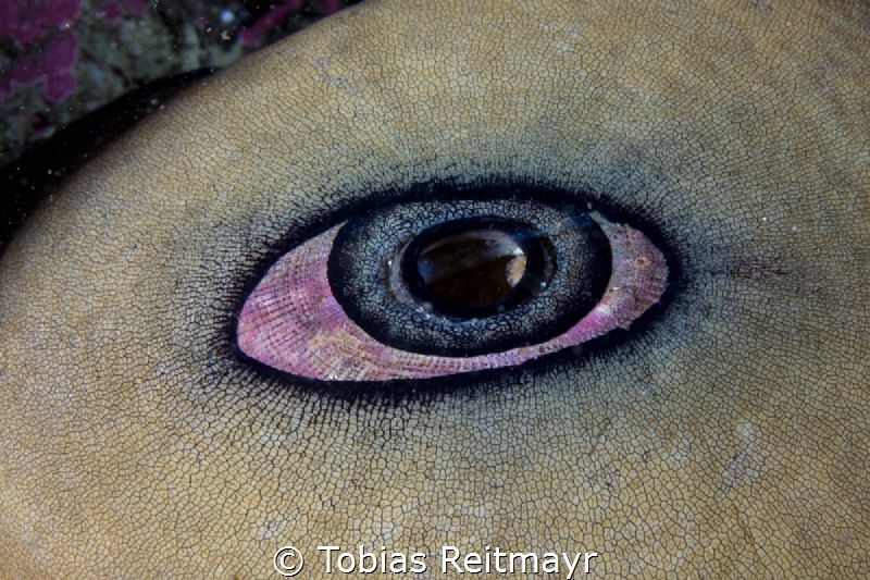 What animal is that? Giant Keyhole Limpet, NRAD, San Diego by Tobias Reitmayr 