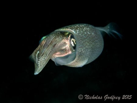 Reef Squid (Sepioteuthis sepioidea) at Blue Heron Bridge by Nicholas Godfrey 