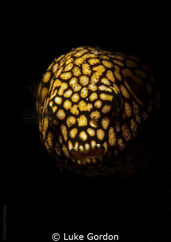 Snooted juvenile puffer at night by Luke Gordon 
