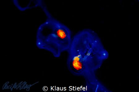 A chain of salps in mid-water off Pescador Island, Philip... by Klaus Stiefel 
