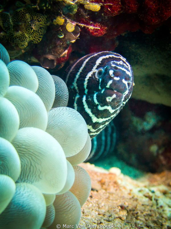 stripes by Marc Van Den Broeck 