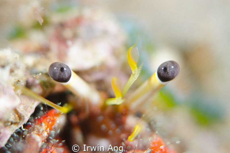 C O L O U R - F U L 
Hermit crab (Paguroidea)
Anilao, P... by Irwin Ang 