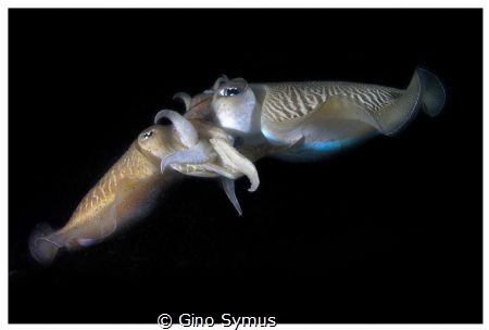Sepia - Mating time by Gino Symus 