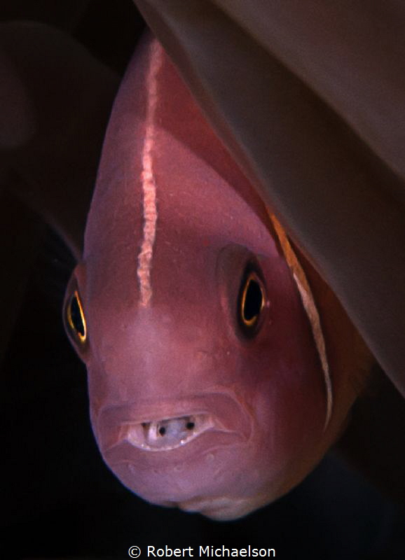 Tongue eating louse in pink clownfish. Nikon D90, dual st... by Robert Michaelson 