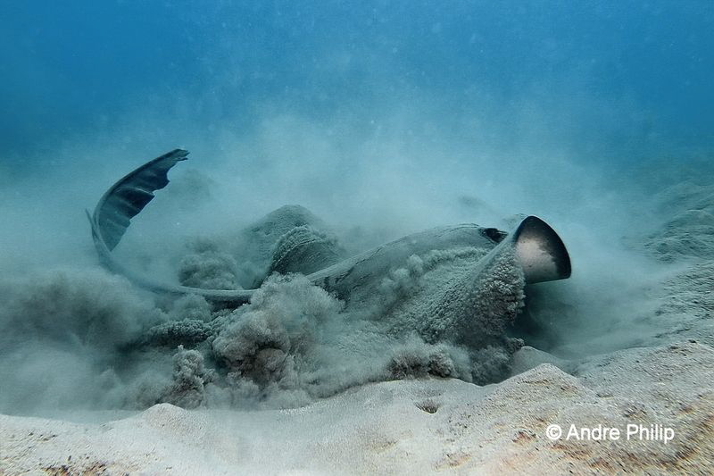 "Like a Rocket Launch" - A Cowtail Stingray starts by Andre Philip 