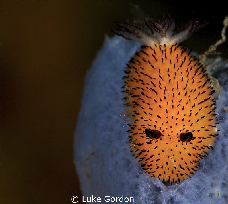 Jorunna parva, pastel colours and a nice little shrimp...... by Luke Gordon 
