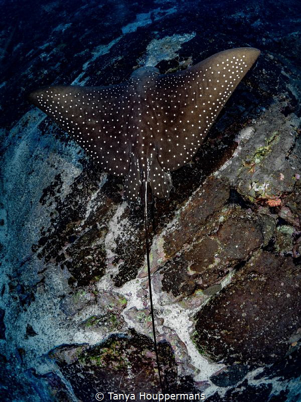 Low Fly-By
A spotted eagle ray soars just above the sea ... by Tanya Houppermans 