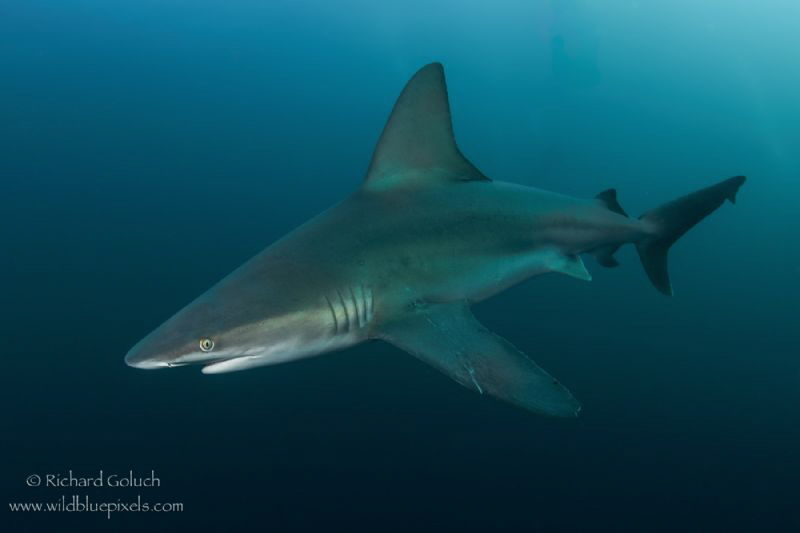 Sandbar Shark-Jupiter,Florida. by Richard Goluch 