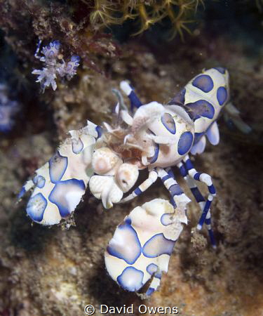 Harlequin Shrimp, adult and juvenile. Ambon, Indonesia by David Owens 