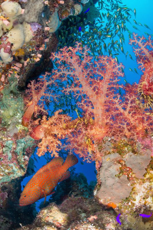 The Red Sea
Nikon D800
SIgma 15mm
Nauticam
DSYS1's x 2 by Spencer Burrows 