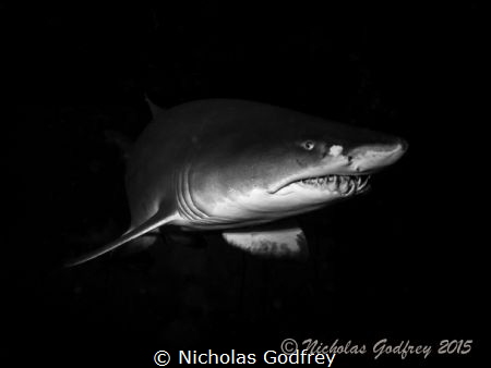 Sand Tiger Shark, Morehead City, North Carolina. by Nicholas Godfrey 