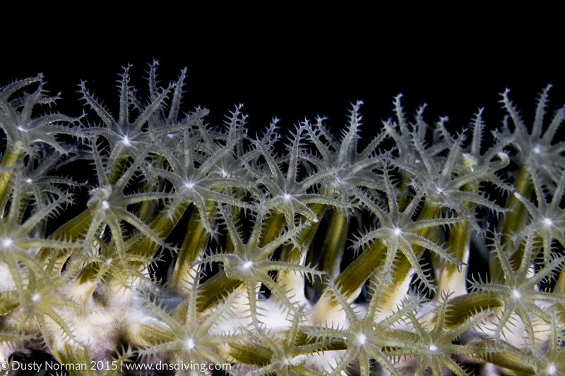 "Field of Flowers"
A Landscape view of coral polyps. by Dusty Norman 