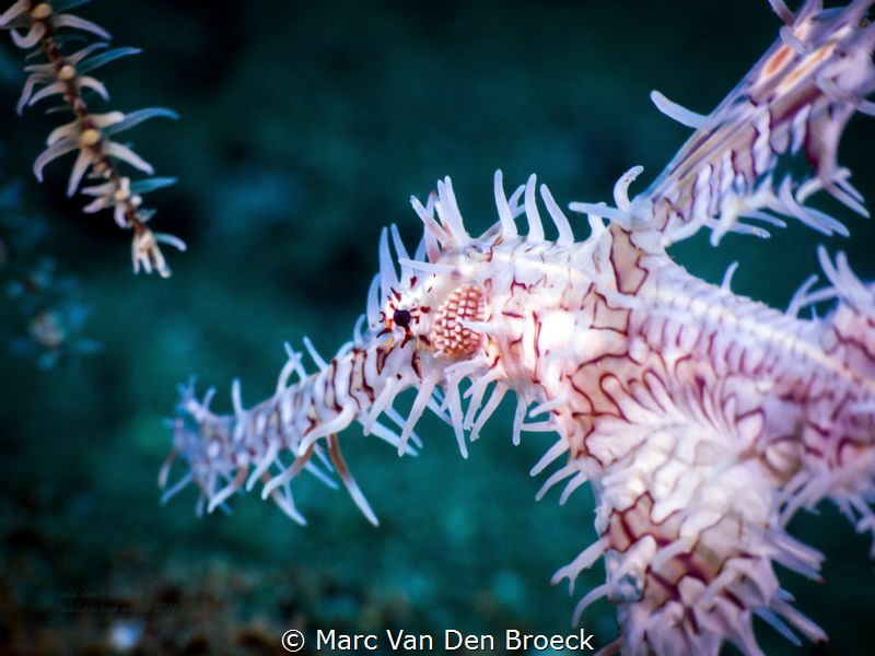 I've got my eye on you by Marc Van Den Broeck 