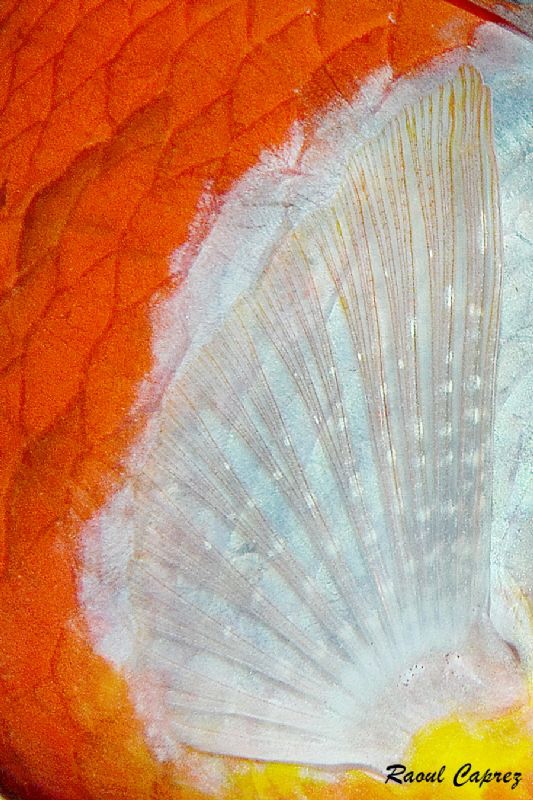 Artistic fin by Raoul Caprez 