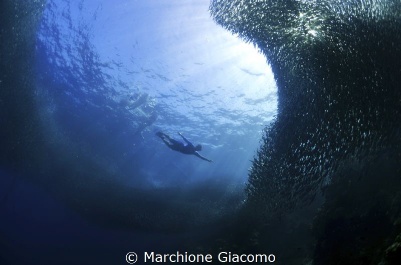 The fly. sardines in Moal Boal
Nikon d800E, 10,5mm.No st... by Marchione Giacomo 