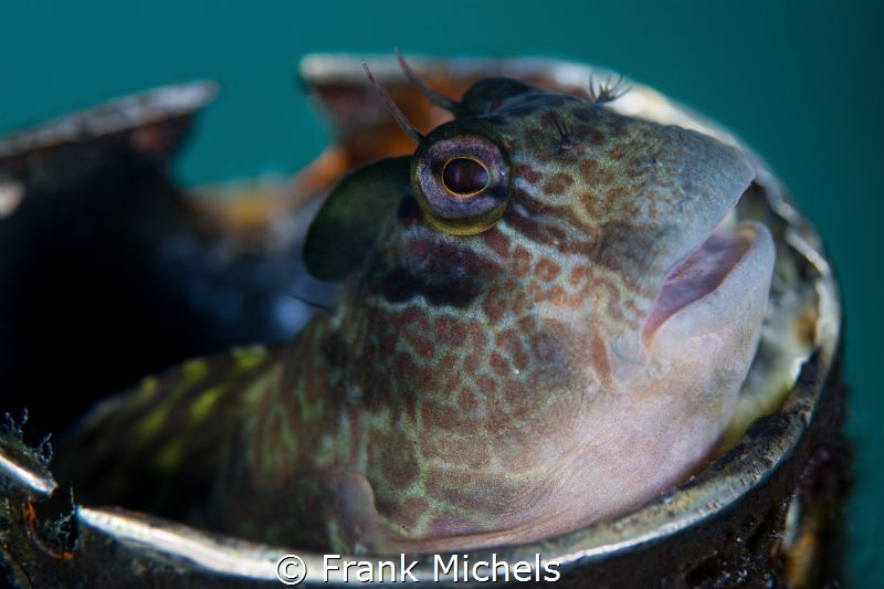 MR Fingerbiter ;) No Crop Nikon D7200 Ikelite Housing. by Frank Michels 