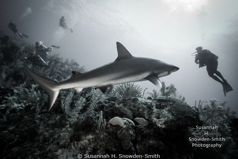 "Interaction" - Caribbean reef shark and diver by Susannah H. Snowden-Smith 