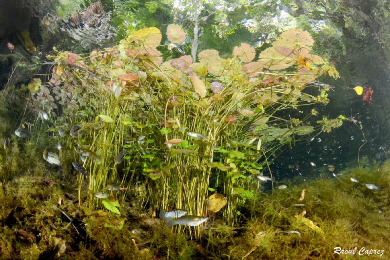 Bunch of water lily by Raoul Caprez 