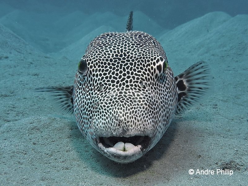 "Ooh, he swam in this direction..." ;-)
Up close and per... by Andre Philip 