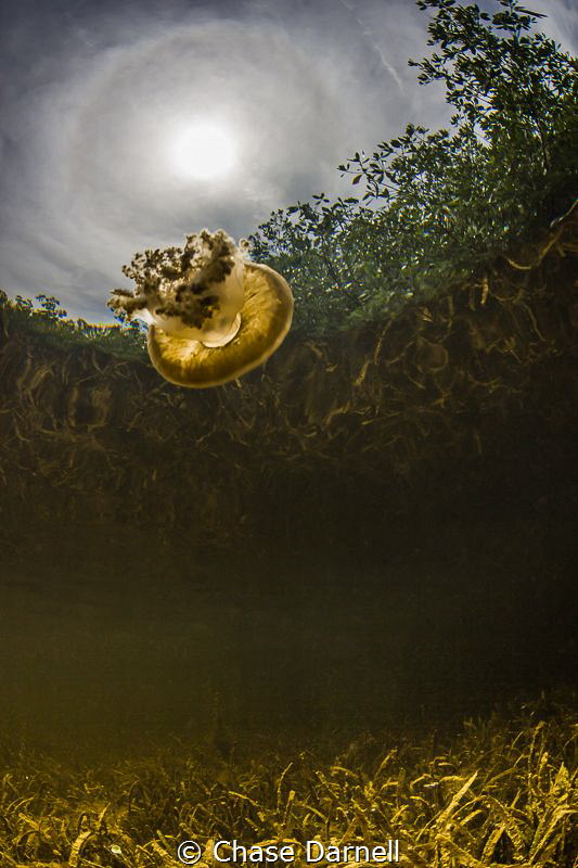 "The Portal"
Jelly suspended in the crystal clear waters... by Chase Darnell 