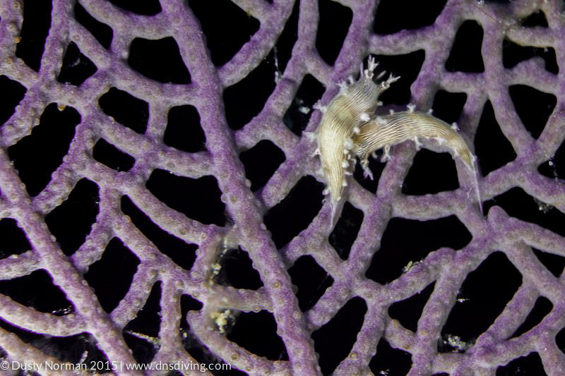 "Purple Nest"
Two Tritonia on a Purple Sea Fan. by Dusty Norman 