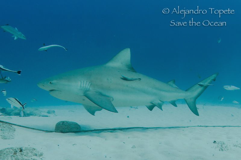 Bull Shark and remora, Playa del Carmen Mexico by Alejandro Topete 
