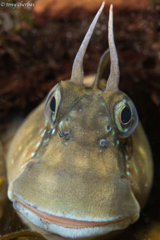 Zebra Blenny by Tony Cherbas 
