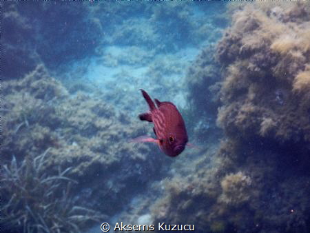 Damselfish by Aksems Kuzucu 