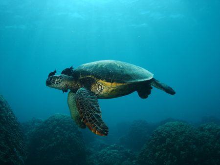 Makaha's Finest. Another Green Sea Turtle cleaning up. In... by Jeffrey M Owen 