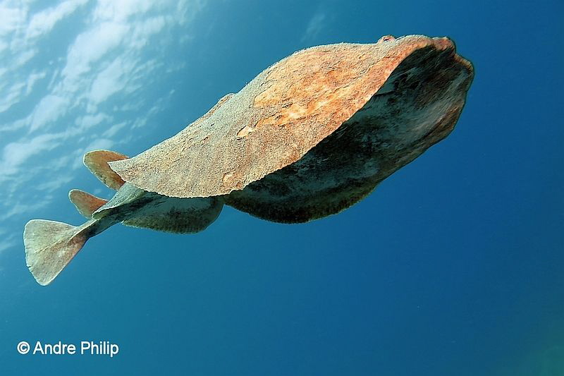 "Spaceship Enterprise?" - The Variable Electric Ray (Torp... by Andre Philip 