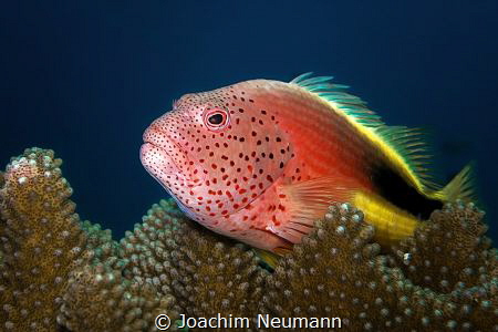 Hawkfish by Joachim Neumann 