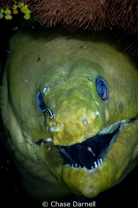 "Clean Green"
A Green Moray gets a little cleaning sessi... by Chase Darnell 