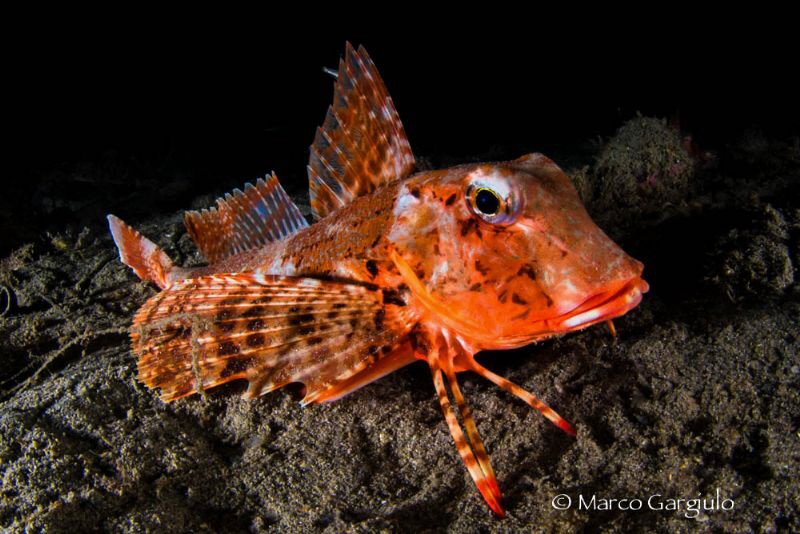 Red Mediterranean Gurnard, night dive by Marco Gargiulo 