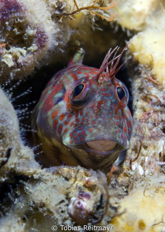 Rockpool blenny, NRAD, San Diego by Tobias Reitmayr 