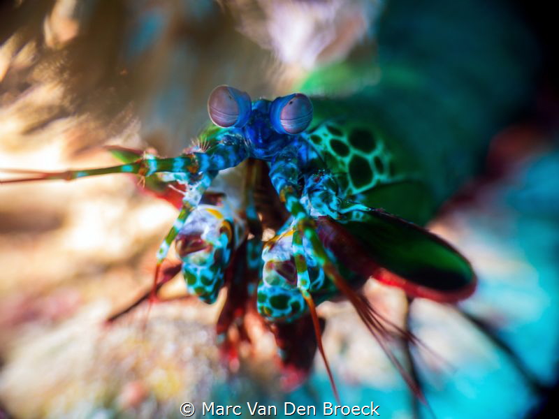 fast colours by Marc Van Den Broeck 