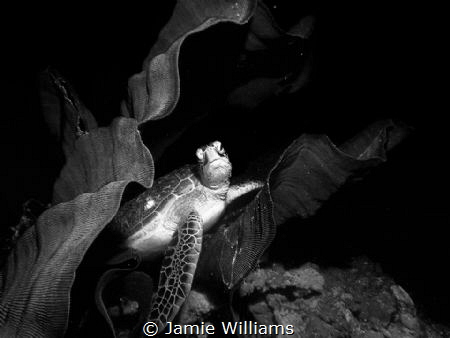 Nestled in Comfort
Sea turtle resting between two elepha... by Jamie Williams 