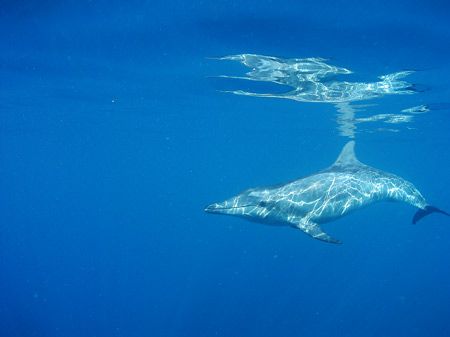 Spinner dolphin taken on a calm day in Belize. by Martin Spragg 