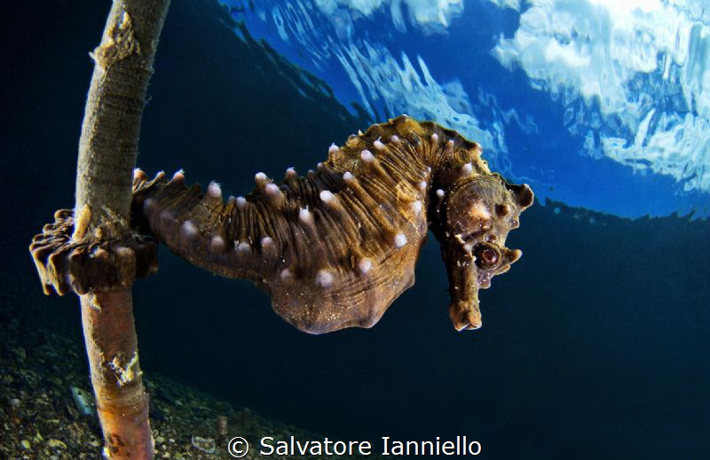 Skyward by Salvatore Ianniello 
