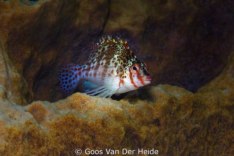 Hawkfish by Goos Van Der Heide 